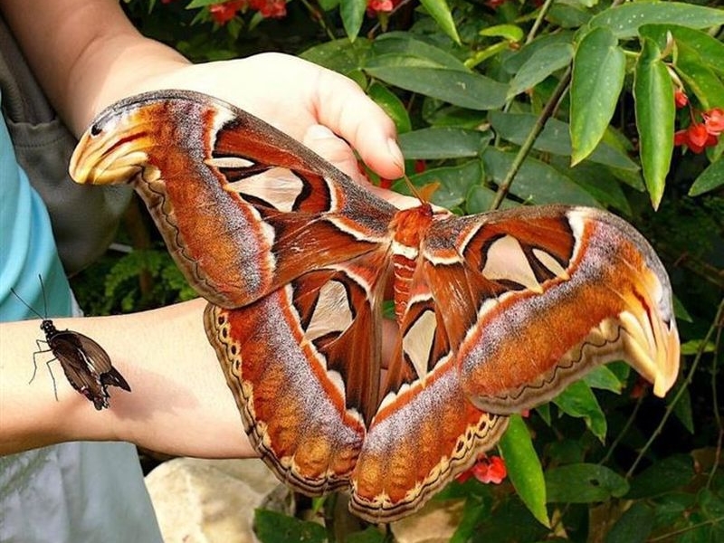 Пловдив брои 10 бона за гигантска препарирана пеперуда