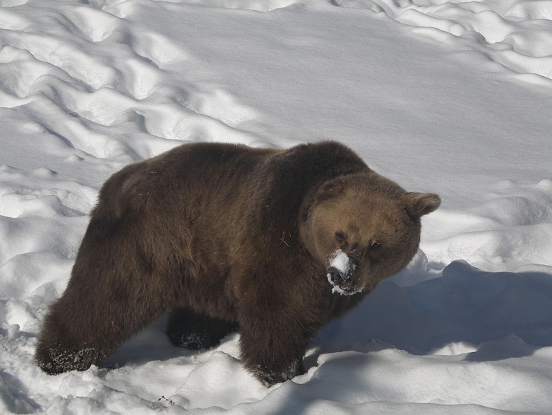 Евакуираха десетки скиори заради мечка