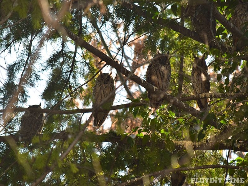 Невероятно красиви сови дебнат в центъра на Пловдив СНИМКИ
