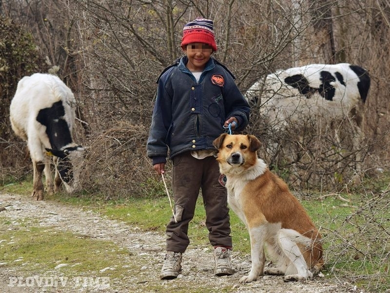 10-годишният Сергей не ходи на училище, пасе кравите край Пловдив СНИМКИ