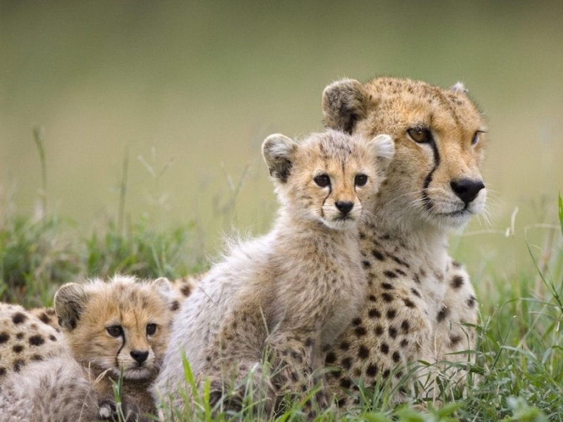 Зоолози алармират: Гепардите са на изчезване