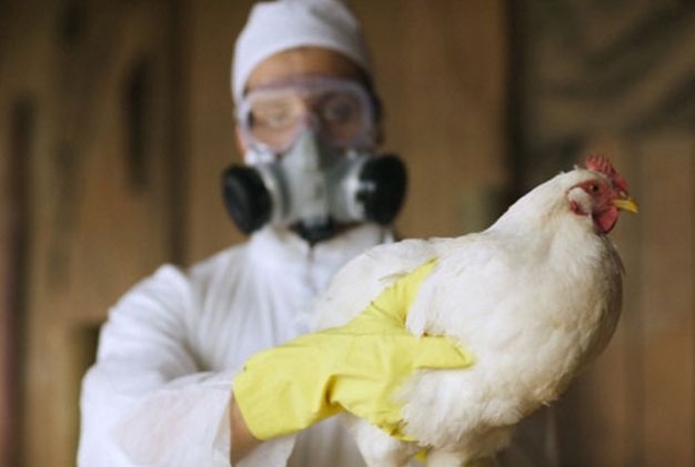 Огнищата на птичи грип в България се увеличават