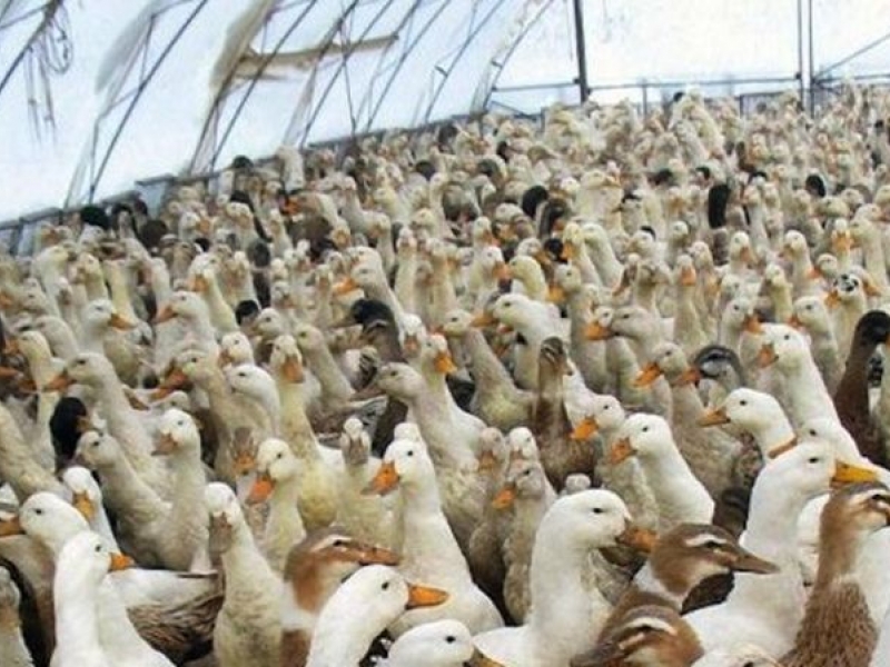 Унищожават 120 хиляди патици в Пловдивска област