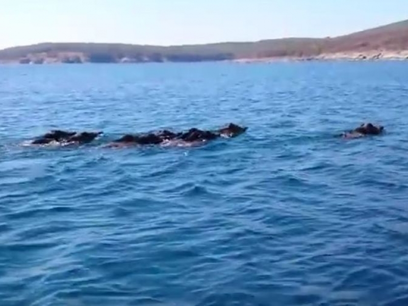 Уникално ВИДЕО! Стадо диви прасета плува в Черно море