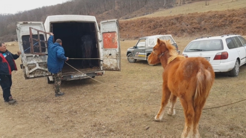 Искат уволнения и оставка заради 4-те убити кончета