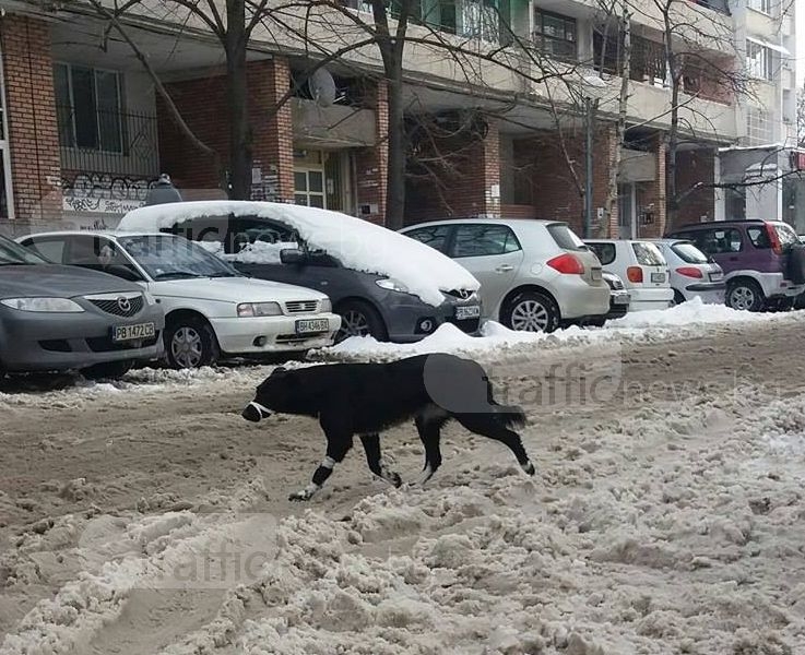 Жестока гавра и садизъм в Пловдив! Завързаха с парцал муцунката на куче СНИМКИ