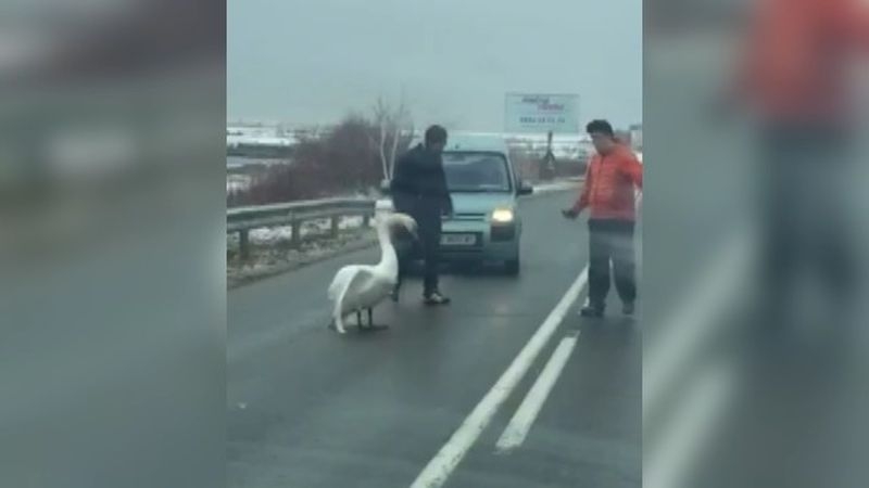 Лебед блокира пътя Поморие – Бургас ВИДЕО