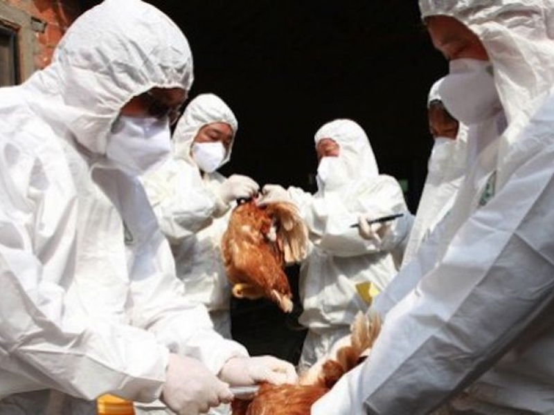 450 хиляди птици вече са заразени с птичи грип