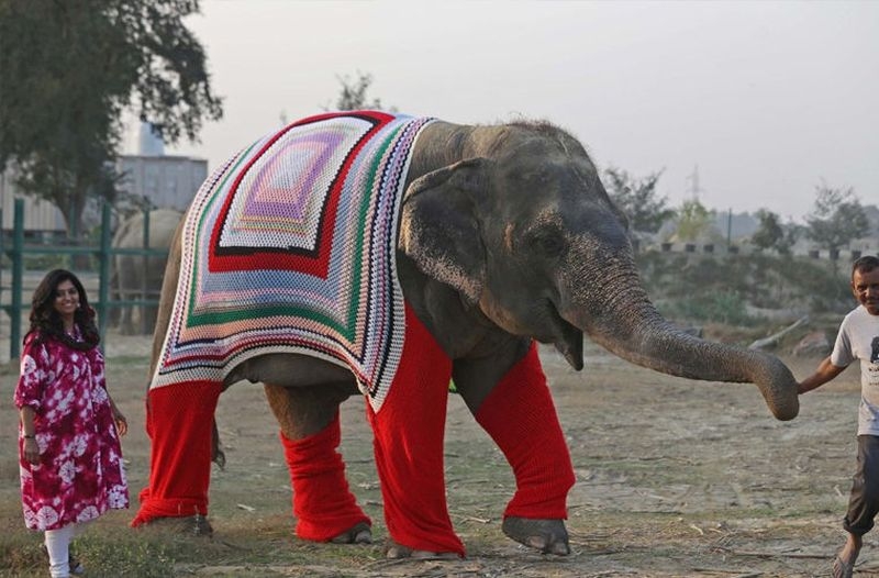 Облякоха с пуловери мръзнещите слонове в Индия СНИМКИ