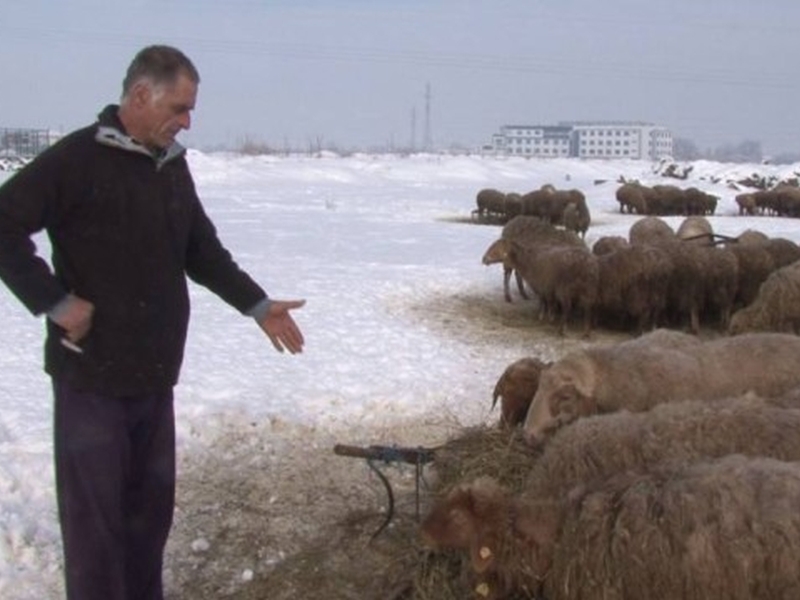 Овчар от Пловдивско готви бунт, стадото му бедства заради бюрокрацията у нас
