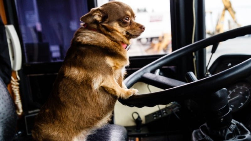 Автобус за кучета вече се движи по улиците на Лондон ВИДЕО