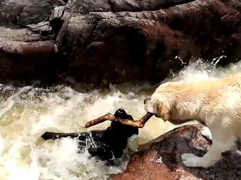 Куче спаси свой приятел от удавяне ВИДЕО