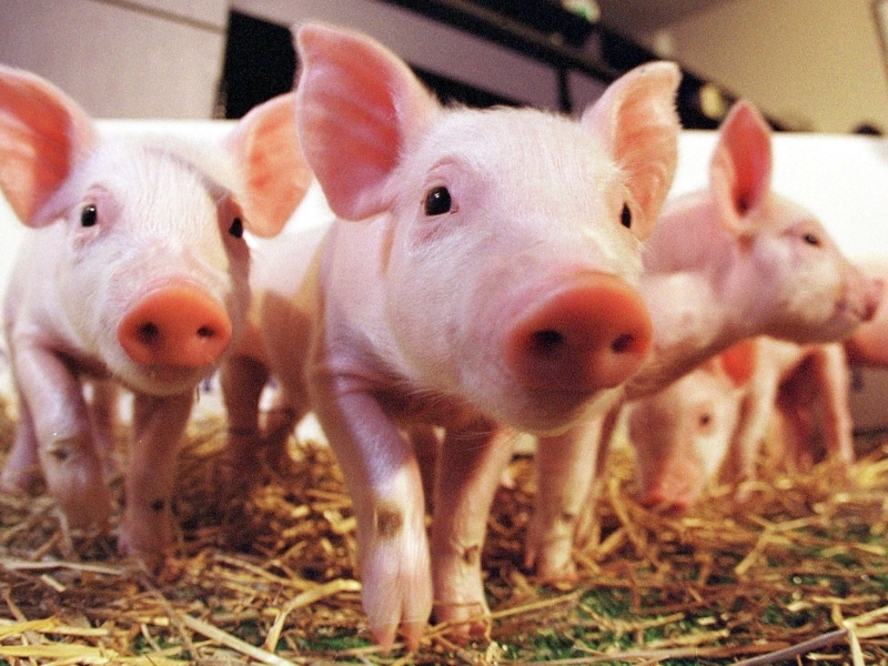 Учени с първи стъпки към създаването на органи за хора в... свине