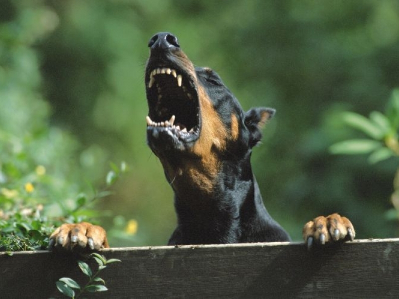 Три години условно за мъж, чиито кучета разкъсаха и убиха възрастна жена