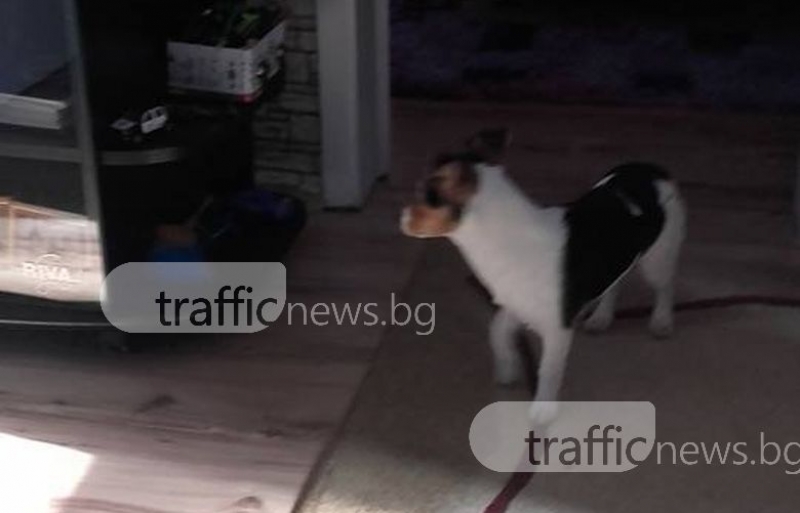 Изгубено домашно куче търси стопанина си! Да помогнем СНИМКИ