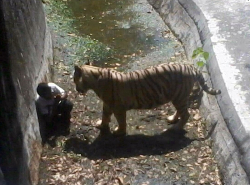 Гратисчия бе убит от тигър в зоопарк