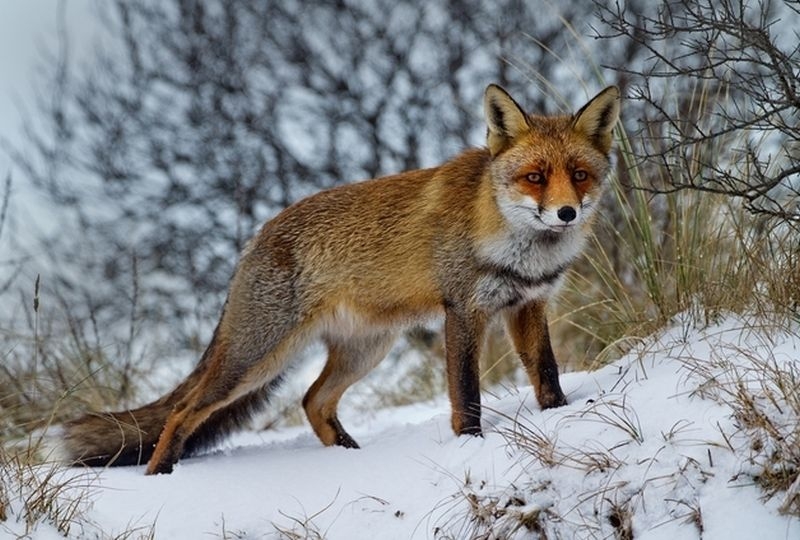 Напаст от лисици в Съединение, на нощ душат по 40 кокошки
