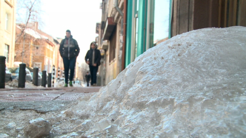 Нов биологичен вид се появи по улиците - 