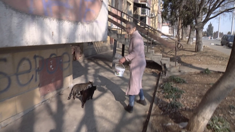 100 лева глоба за пенсионерка - хранила бездомни котки