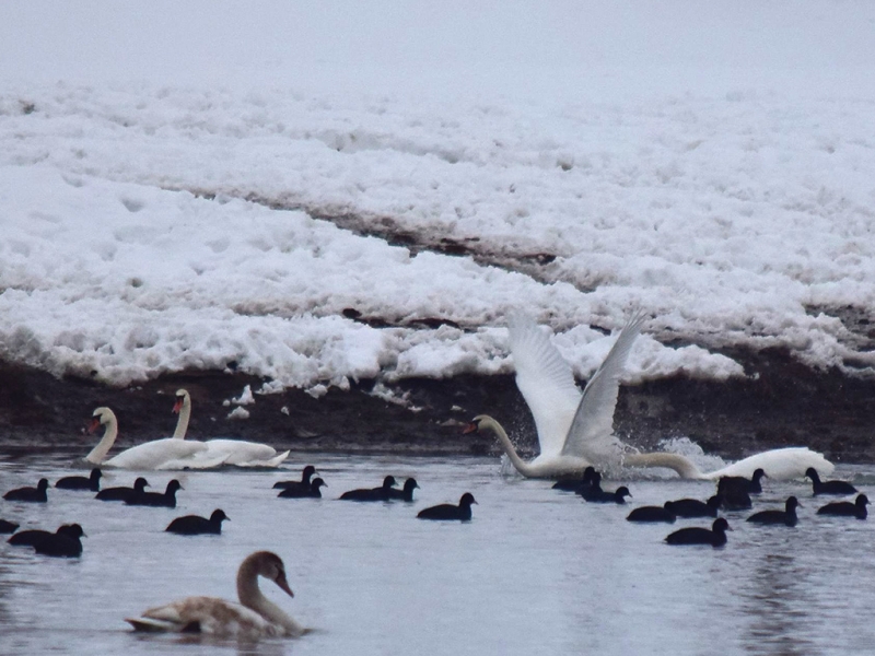 Десетки пловдивчани край Марица, наблюдават водоплаващите птици