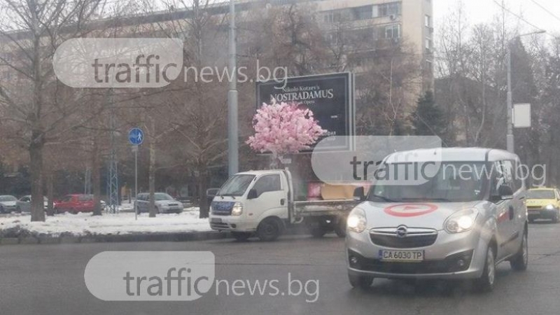 Розово дърво се понесе феерично по улиците на Пловдив - оказа се шопинг маниак СНИМКИ