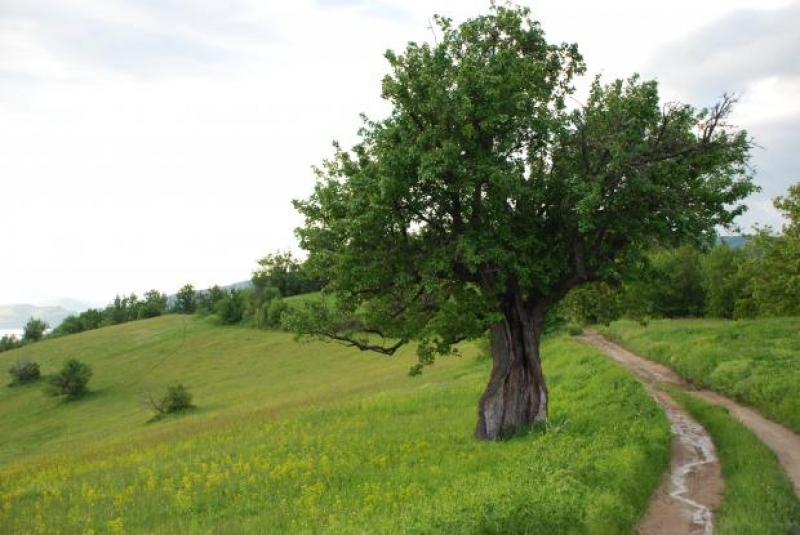 Важно! До 15 февруари се регистрират правните основания за ползване на земеделските земи