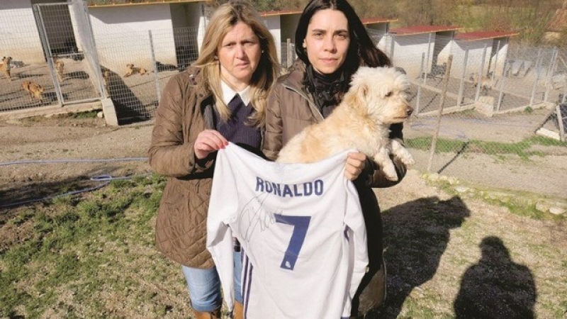 Благороден жест на Роналдо спаси 80 кучета