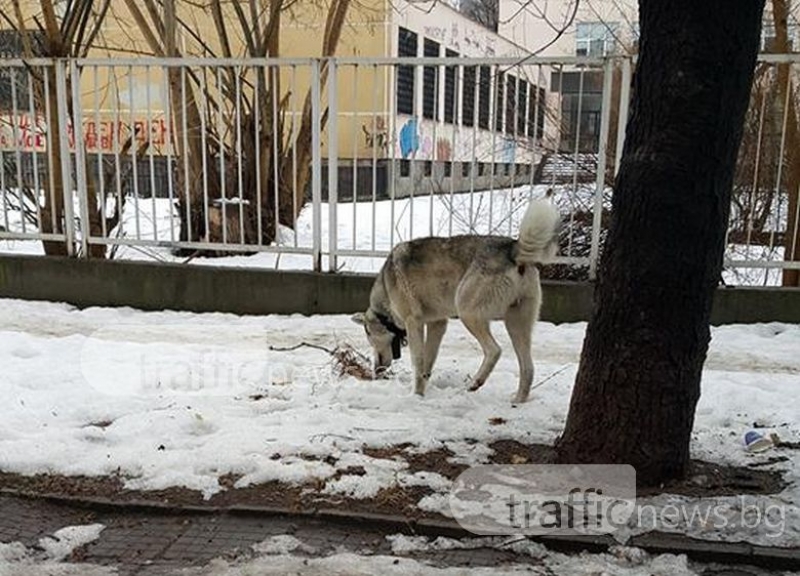 Хъски франкофон се скита самотно край Френската, познавате ли го? СНИМКИ