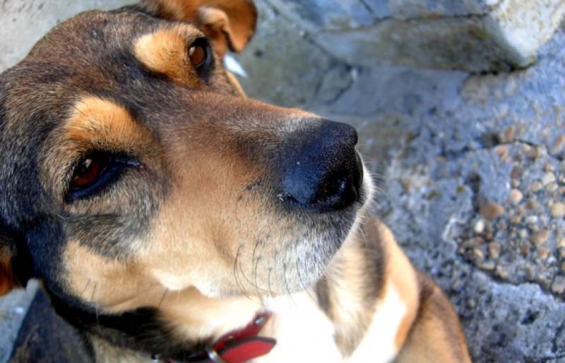 Пловдив няма да лови бездомните кучета в Асеновград! “Виновни“ са питбулите от Арената на ужасите