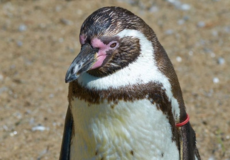 Апаши откраднаха пингвин от зоопарк