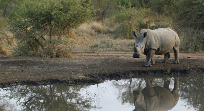 Застреляха 20 индийци, за да спасят стадо носорози
