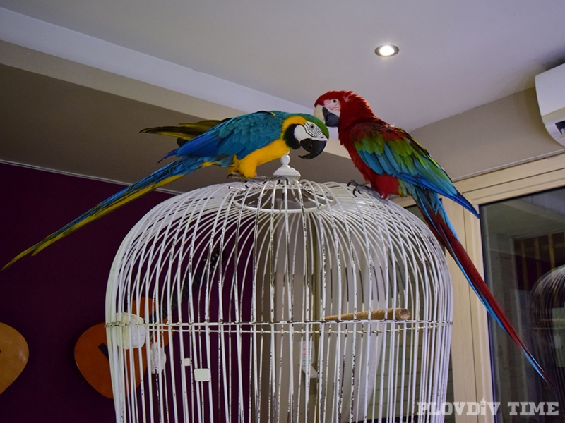 Двойка папагали посреща гостите на известно пловдивско заведение СНИМКИ