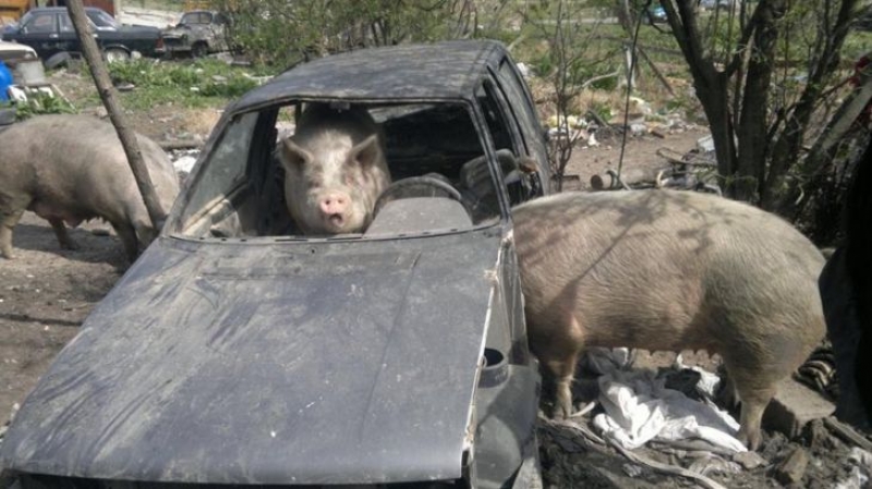 Масово гледат овце, кози и прасета в Пловдив,  вмирисват цели квартали