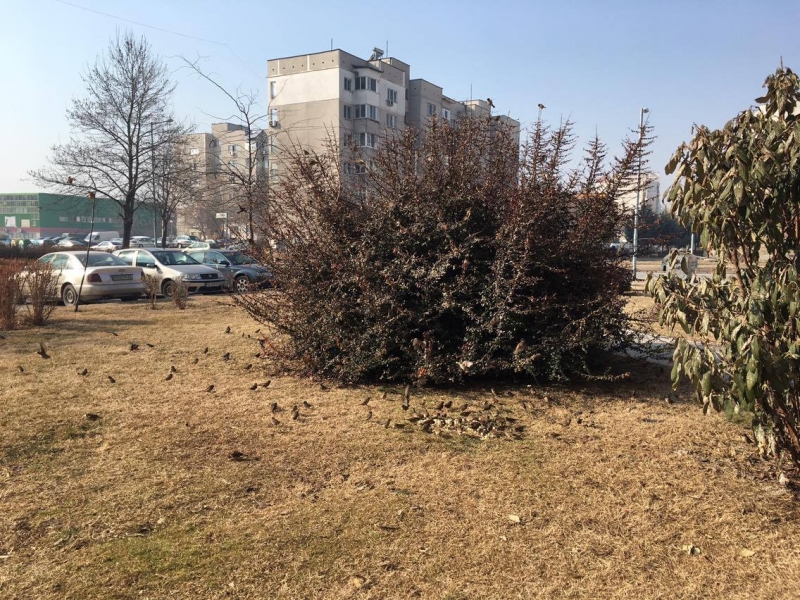 Ние, врабчетата! Милостива дама изхранва цяла колония птички в Тракия