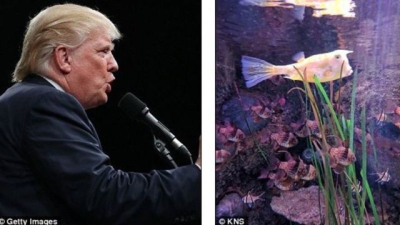 Оприличиха риба на Доналд Тръмп СНИМКИ
