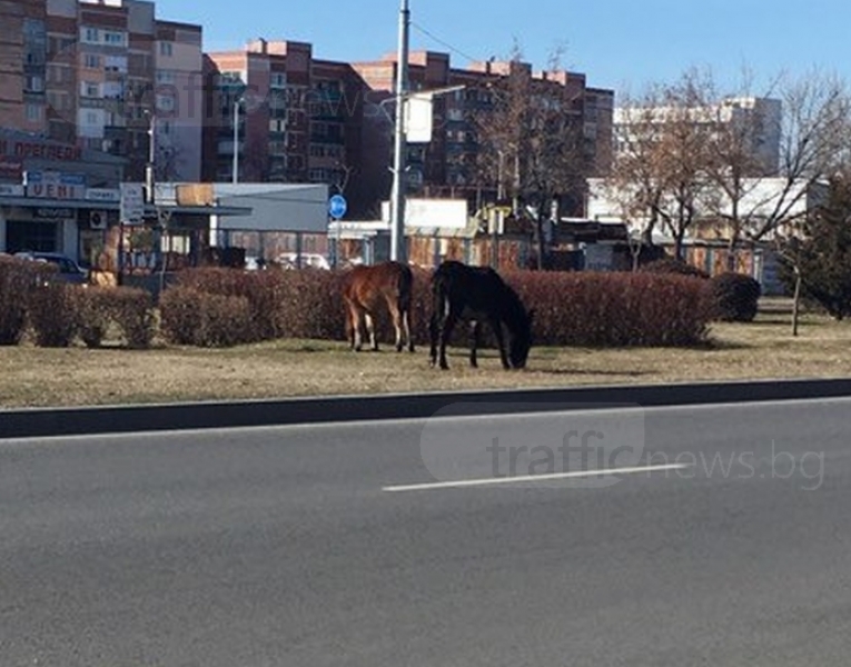 Магарешка работа: Животни хрупат трева покрай булевард в Пловдив СНИМКИ