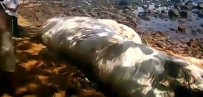 Неизвестно морско същество изплува на брега във Филипините ВИДЕО
