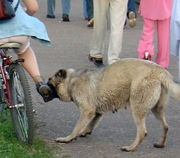 Три каракачанки нахапаха зверски 13-годишно момче
