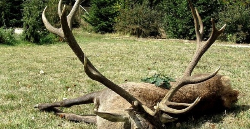 Прокуратурата дава на съд 66-годишен мъж, убил благороден елен