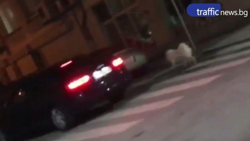 Абсурд! Пловдивчанин разхожда кучето си до колата на натоварена улица ВИДЕО