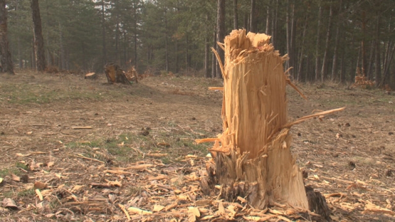Четирима горски нападнати в Панагюрско само за 10 дни