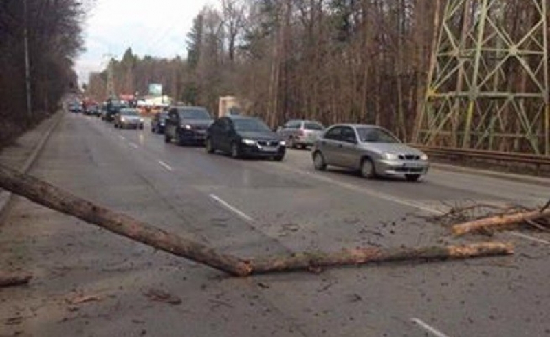 Огромен клон се стовари върху движеща се кола СНИМКИ