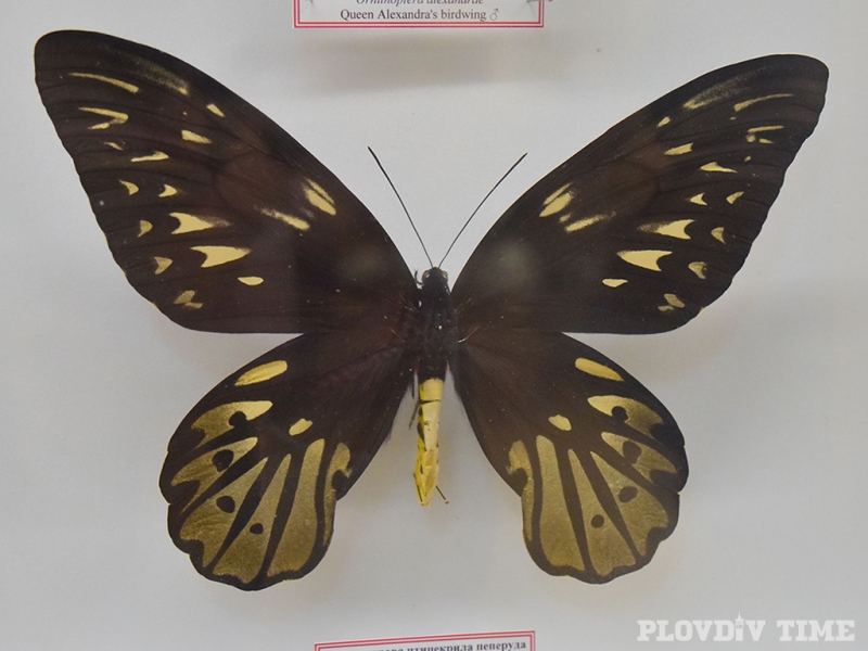 Най-големите пеперуди на света кацнаха в Пловдив СНИМКИ+ВИДЕО