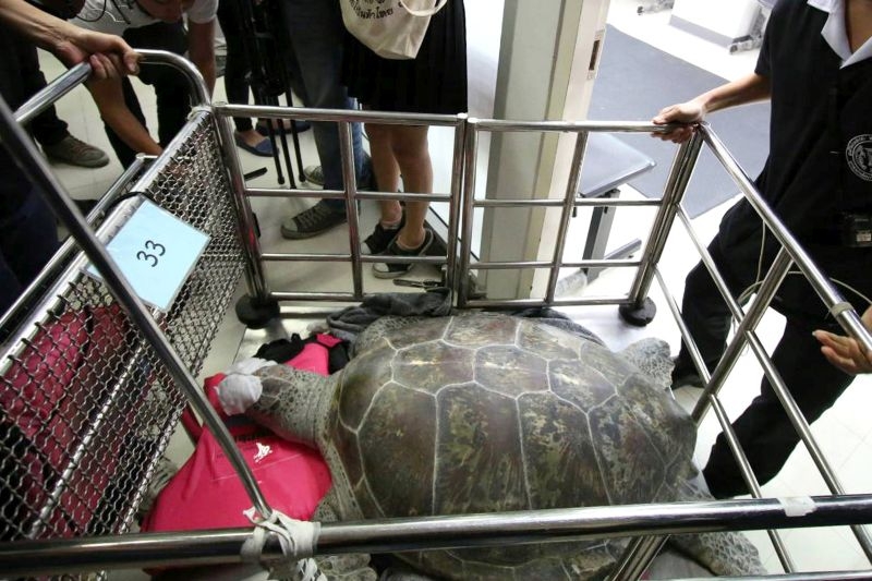 Ветеринари спасиха костенурка, погълнала хиляда монети