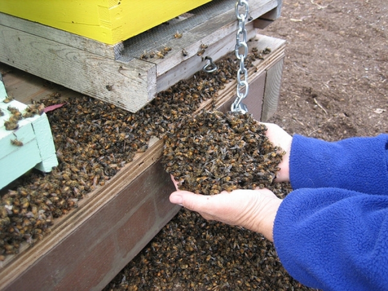 Мор! Пчелите в Пловдивско измряха от студ и отрови