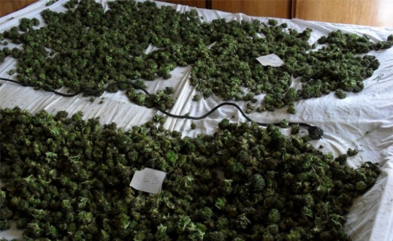 Удар на полицията: Откриха половин килограм трева и семена в апартамент в Кършияка