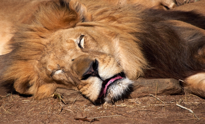 Затвориха зооопарк на ужасите,  стотици животни били умрели
