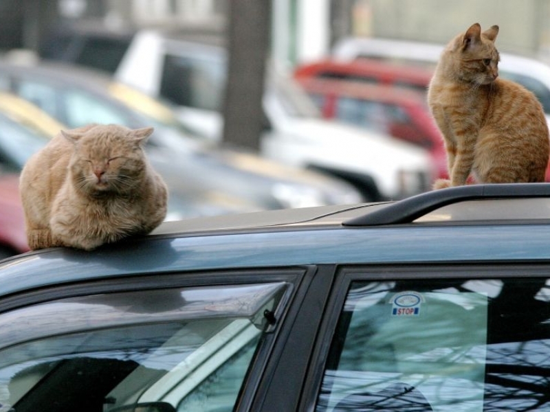 Масов лов на котки в Пловдив, напудриха 600 четириноги