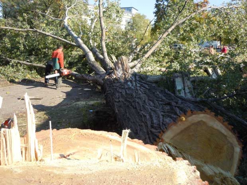 Топола се строполи върху дървосекач, откараха го с линейка
