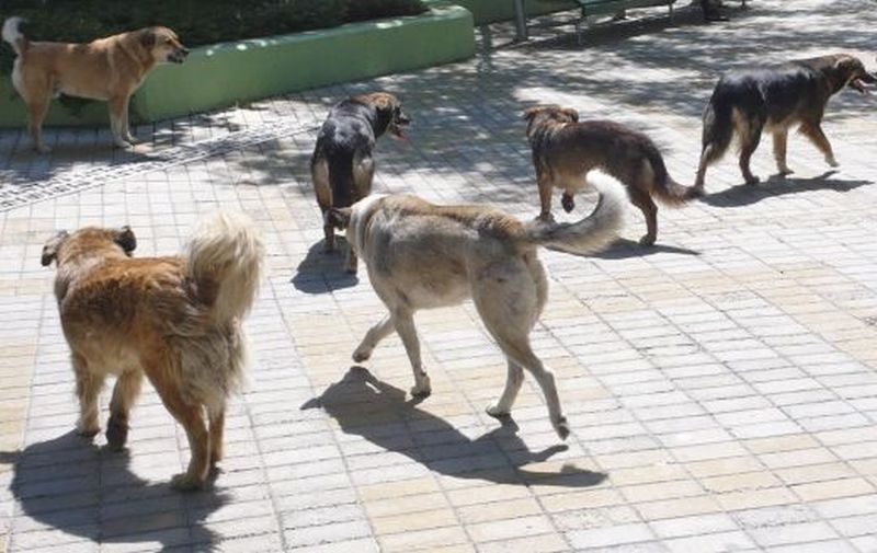 Глутница кучета нахапаха зверски дядо в центъра на Хасково СНИМКИ